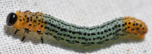 Euura salicis